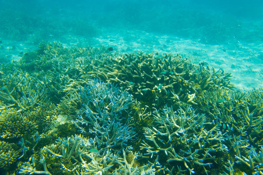 Fototapeta Coral reef