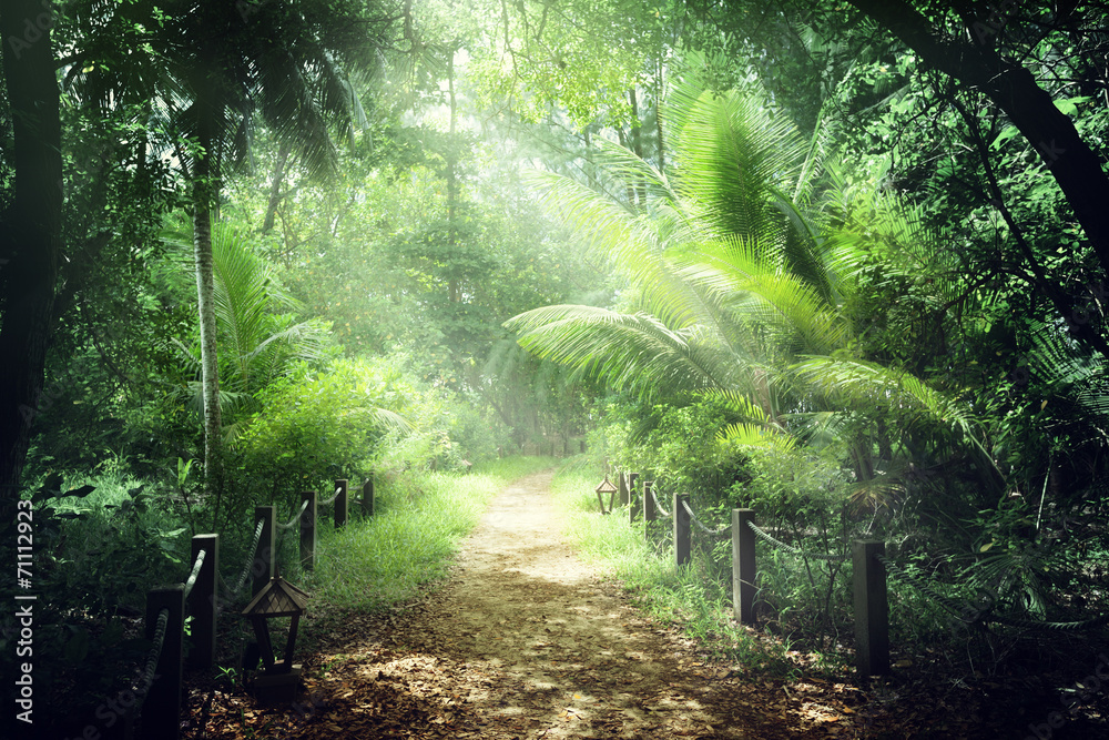 Canvas Prints way in jungle of seychelles islands