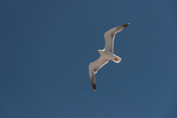 Sea gull in the sky