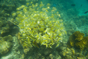 Yellow school of fish