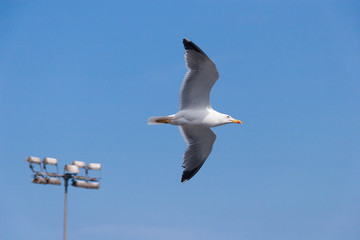 Sea gull in the sky