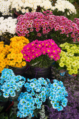 Flowers on a  market stall