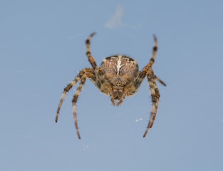 Spinne im Netz