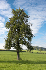 Fototapeta na wymiar single tree in landscape