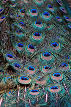 Close up image of Peacock Tail