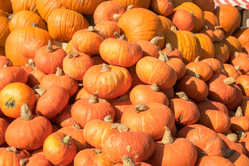 many pumpkins