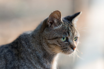 のらねこ