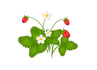 Bush of strawberry