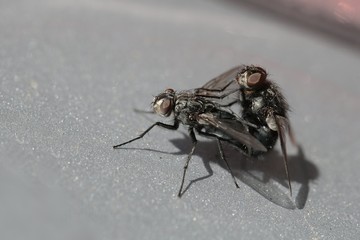 Flies mating