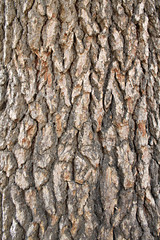 Cedar Bark Background Vertical