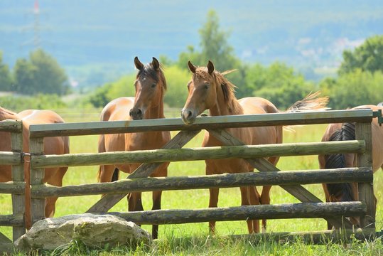 Pferde am Zaun