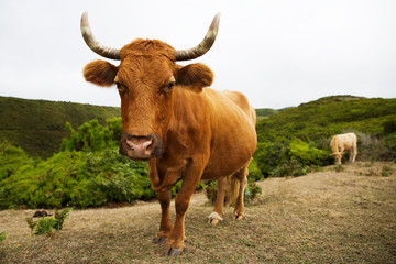 Red cow with big horns curves