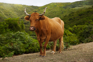 Red cow with crooked horns on pasture