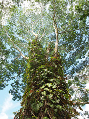 そびえ立つハワイ島の大木