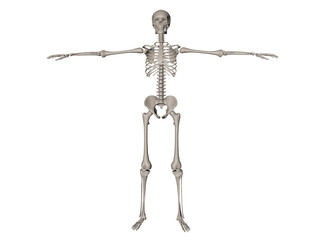 squelette sur fond blanc