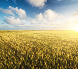 Fototapeta premium Field and sky. Beautiful natural landscape
