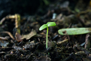 Green sprout growing from seed on soil.