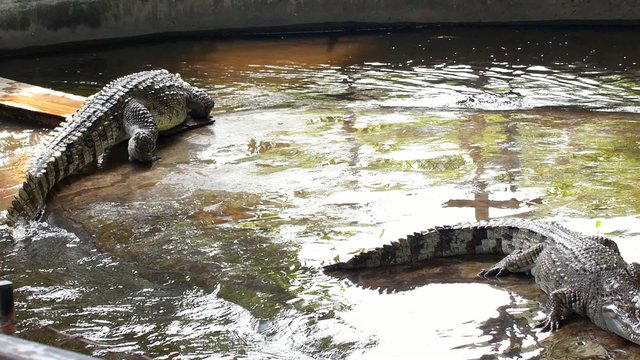 Crocodiles in the Zoo. Thailand.