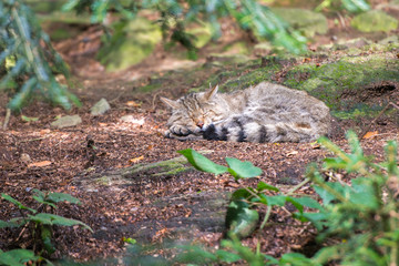 schlafende Wildkatze