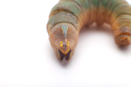 death's head hawkmoth caterpillar