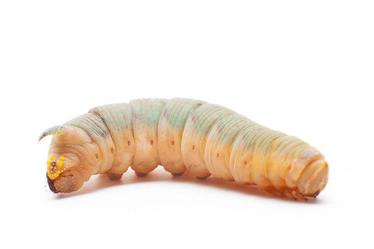 death's head hawkmoth caterpillar