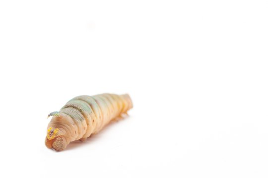 Hornworm on a white background