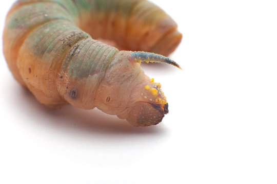 death's head hawkmoth caterpillar
