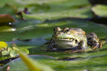Teichfrosch