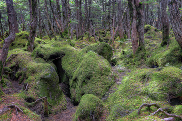 Mossy forest