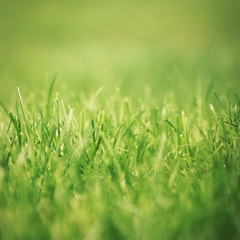 Grass close-up