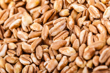 Spelt background