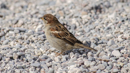 Italien_Gardasee_Riva_Torbole_Malcesine_36