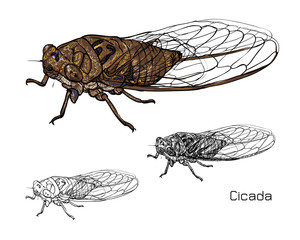Drawing of cicada