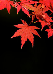 紅葉