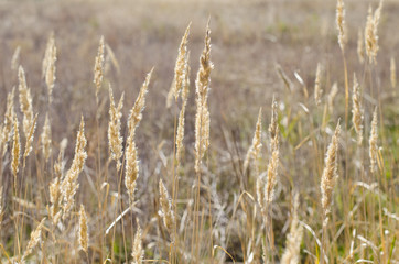 Spikelets of grass in the autumn field