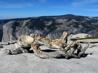 Dead pine tree, Yosemite National Park