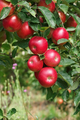 Obraz premium Ripe apples on the tree. Apple orchards in autumn