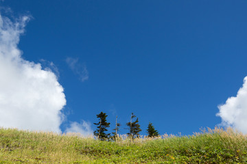 針葉樹と青空