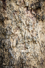 Bark texture