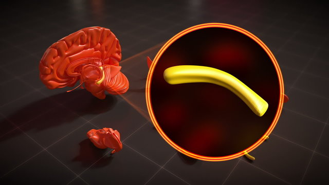 Hippocampus - Brain Anatomy