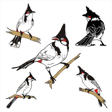 five character of Red-whiskered bulbul birda drawing vector
