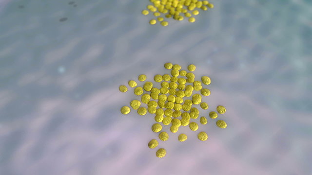 Coronavirus atack the lungs cell