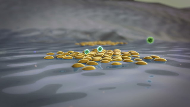 Coronavirus atack the lungs cell