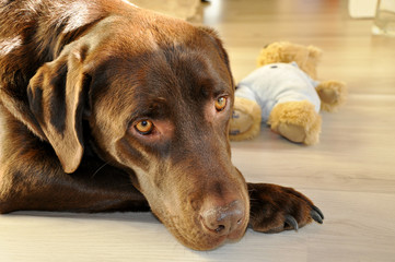 Portrait chocolate Labrador Retriever