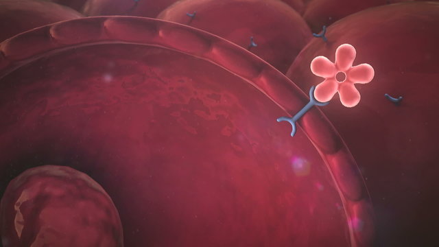 insulin, glucose, cell