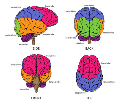 Human brain from all sides