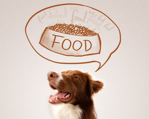 Cute border collie dreaming about food