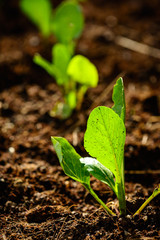 young organic vegetables