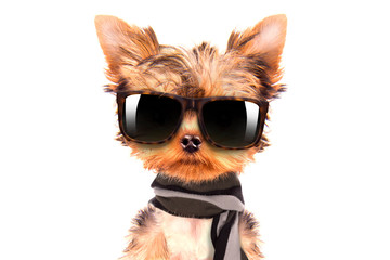 dog wearing a shades and scarf