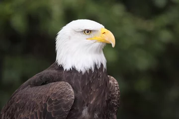 Foto op Plexiglas bald eagle © erllre